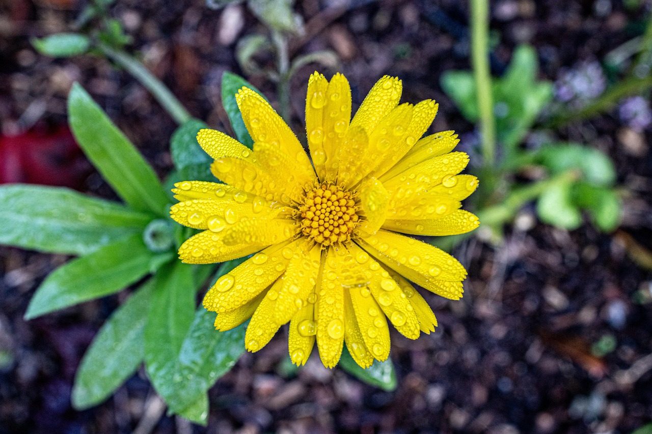 Is EU Mica Explained Worth It in 2025?