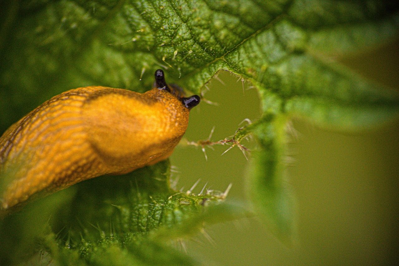 Comprehensive Is MEV Prevention Worth It in 2025? Without Getting Overwhelmed.