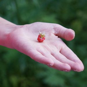 raspberry in hand, i offer you, you're welcome, berry, you're welcome, you're welcome, you're welcome, you're welcome, you're welcome