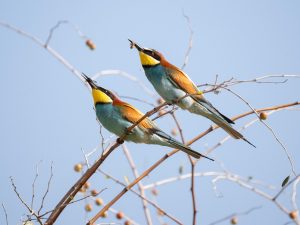 european bee-eater, birds, animals, wildlife, nature, bird watching, ornithology, avian, ecosystem, natural habitat, ecology