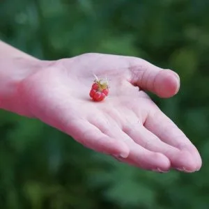 raspberry in hand, i offer you, you're welcome, berry, you're welcome, you're welcome, you're welcome, you're welcome, you're welcome
