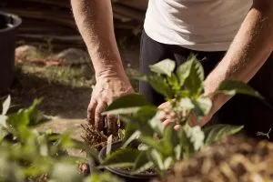 garden, working hands, dirt, earthing, mother earth, plants, planting, nature, earth day